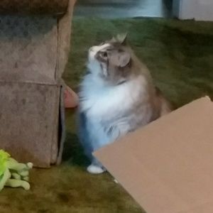 Meet your Posher, Darlene